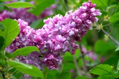 цветы 84