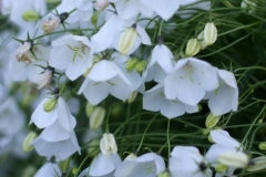 цветы 25