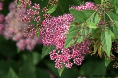 цветы 153