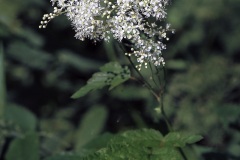 цветы 168