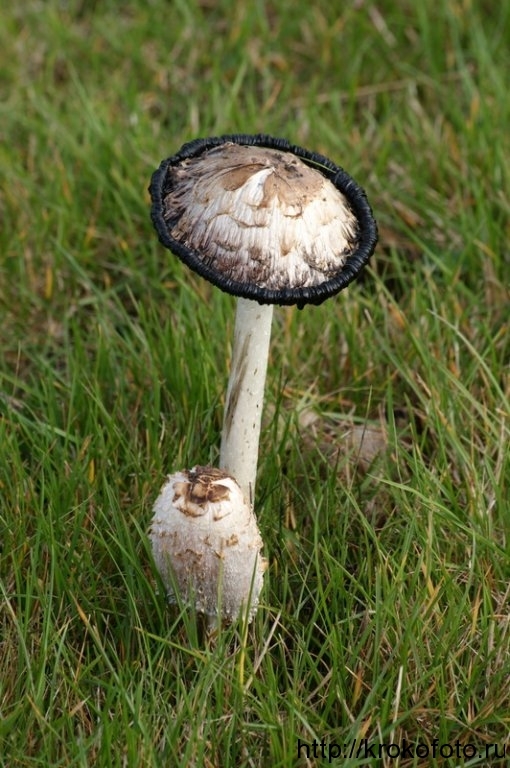 грибы 18