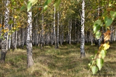 осенние пейзажи 46