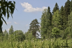 лето 45