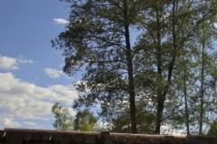 лето 54