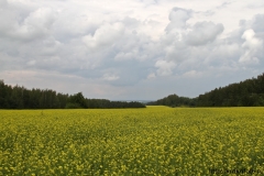 лето 137