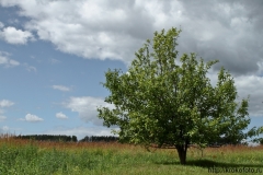 лето 144