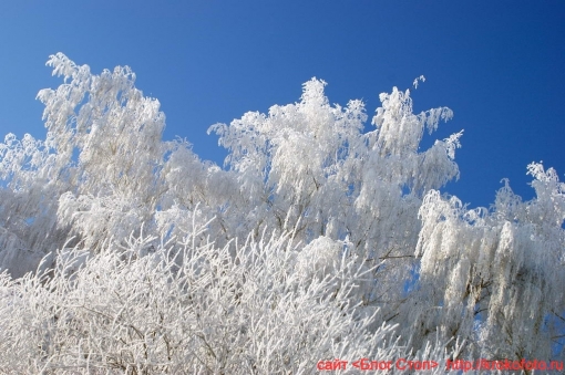 природа 40