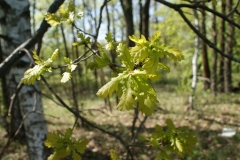 растения 2