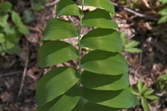 растения 48