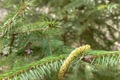 растения 51