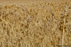 растения 159