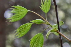 растения 98