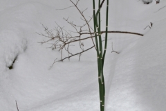 растения 91