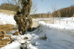 весенние пейзажи 15