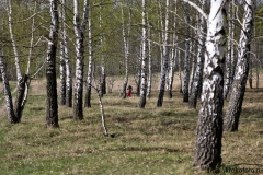 весенние пейзажи 43