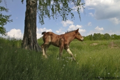 животный мир 62