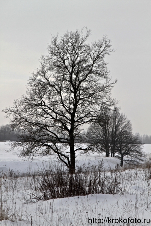 зимний лес