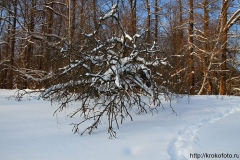 зимние пейзажи 13