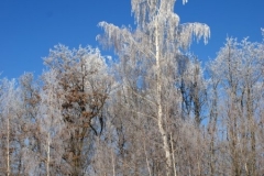 зимние пейзажи 33