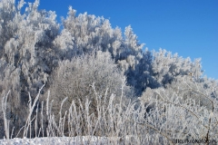 зимние пейзажи 37