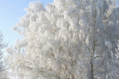 зимние пейзажи 39