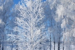 зимние пейзажи 43