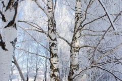 зимние пейзажи 45
