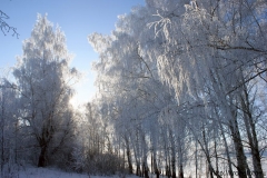 зимние пейзажи 49