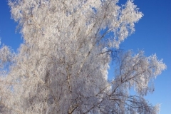 зимние пейзажи 53